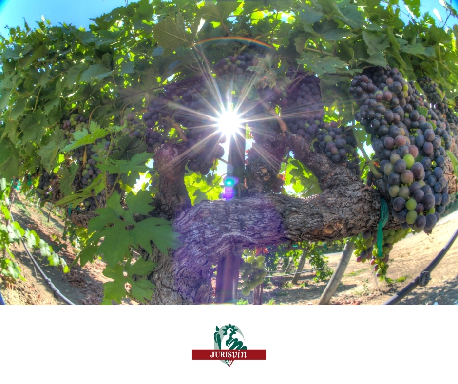 jurisvin's tweet image. 🍇 Culture générale : "Mettre de l'histoire dans son #vin" sur @radiofrance 
🧐 La culture de la vigne trouve-t-elle ses origines en Orient ? L’écrivaine et journaliste 𝐋𝐚𝐮𝐫𝐞 𝐆𝐚𝐬𝐩𝐚𝐫𝐨𝐭𝐭𝐨 nous raconte.
swll.to/ICzdPh5