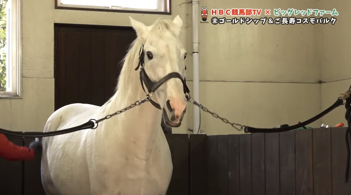 cocoarini's tweet image. Omg new Gold Ship video has been dropped too… HE IS SO CUTE

🔗: youtu.be/TAibUHsf61M?si…