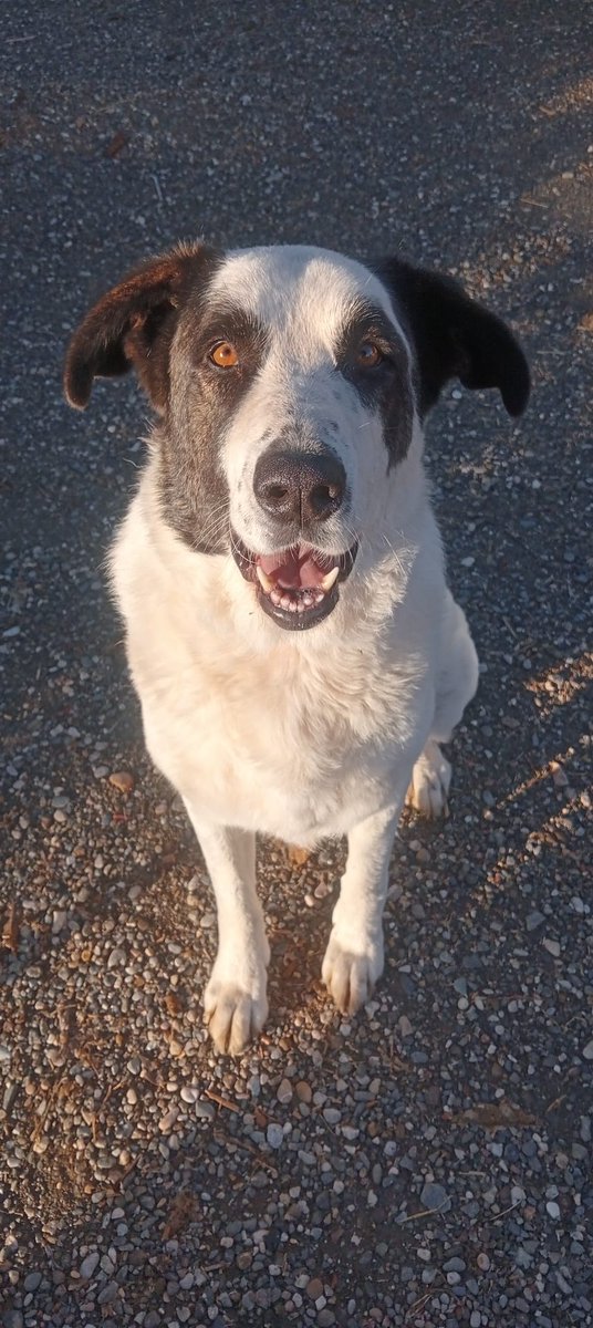Niebla nos manda una foto está: preciosa feliz, grande y con eso el jueves sabe a felicidad.🥰🐾👏🏻