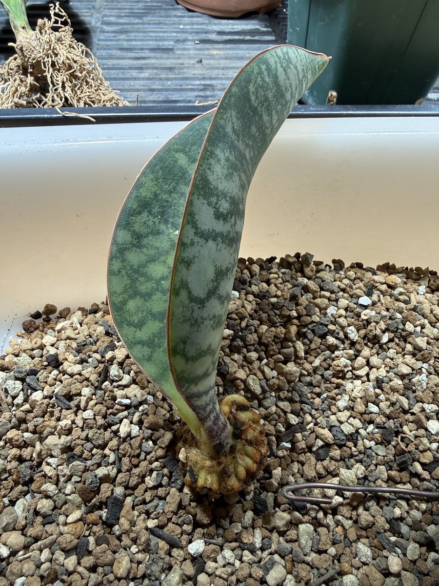 最近植物系のpostができていないですが、育成や実験は色々やっています。こちらは株分けmasonianaなのですが、根を全除去した上で芋を丸くカット成形した結果、7wほどで順当に発根しました。他の品種ではわかりませんが、masonianaは芋の形を成形できるみたいです。根上仕立てとかできそう。
#観葉植物