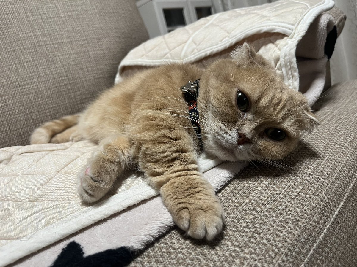 部屋があったかすぎて虚無顔。かわいい。