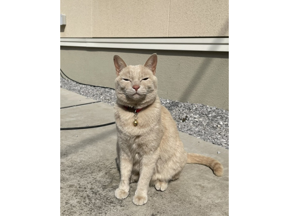 nekojiru_maigo's tweet photo. 🔍捜索中
ベージュの猫です

名前：ちび
性別：♀
月齢：約3歳
いなくなった日：🗓2026年1月12日(月)
地域：群馬県伊勢崎市詳細：https://t.co/alDhRWXV5p https://t.co/knstdAj7br