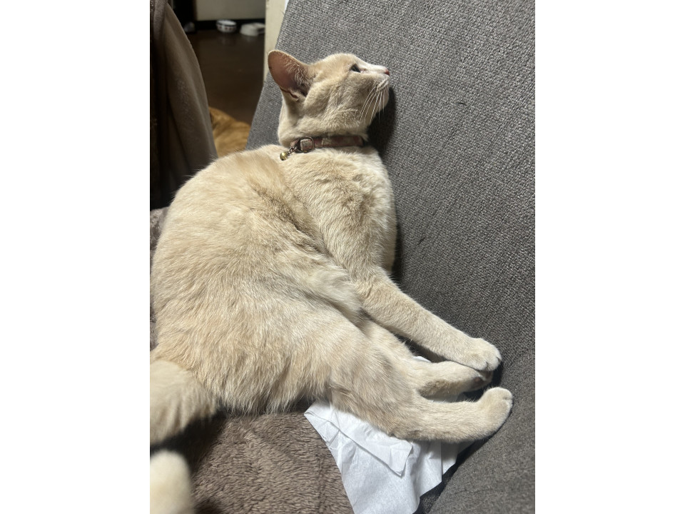 nekojiru_maigo's tweet photo. 🔍捜索中
ベージュの猫です

名前：ちび
性別：♀
月齢：約3歳
いなくなった日：🗓2026年1月12日(月)
地域：群馬県伊勢崎市詳細：https://t.co/alDhRWXV5p https://t.co/knstdAj7br
