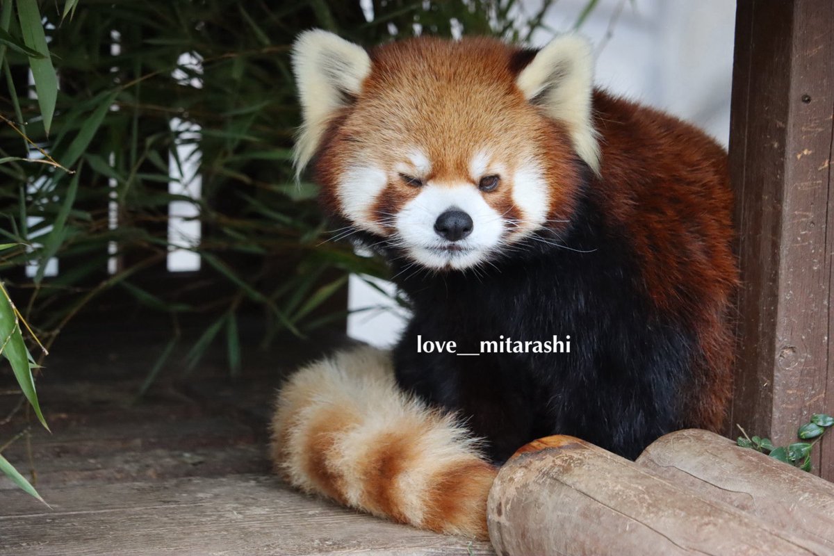 love__mitarashi's tweet photo. ケンタ💖ウィンク😉✨💖🏠
2026.1.15
#ケンタ
#レッサーパンダ
#姫路セントラルパーク
#姫セン
ケンタが🥺可愛い🥺💖（いつも💖） https://t.co/H70rwNrcXZ