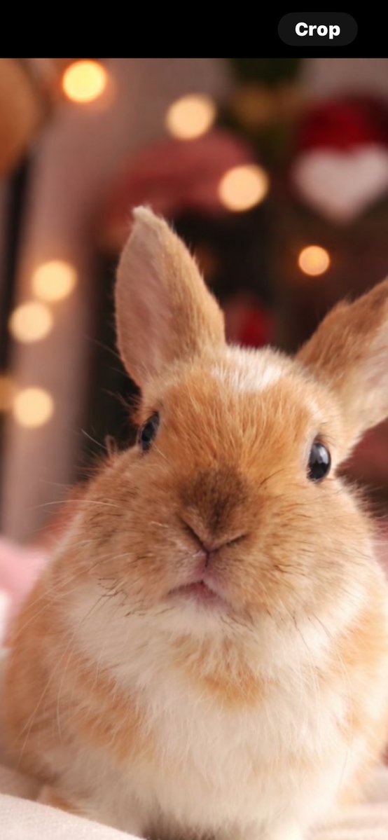 carrotcottagerr's tweet image. This is a long shot, but so was the bunbulance. 

As you know, Harry goes on a 3 hr trip once a week for his laser treatment. 
Also Lilly too for her arthritis. 
I wasn’t a believer in laser therapy until
I saw the miracle results with Harry. 
To have one here at the rescue would…