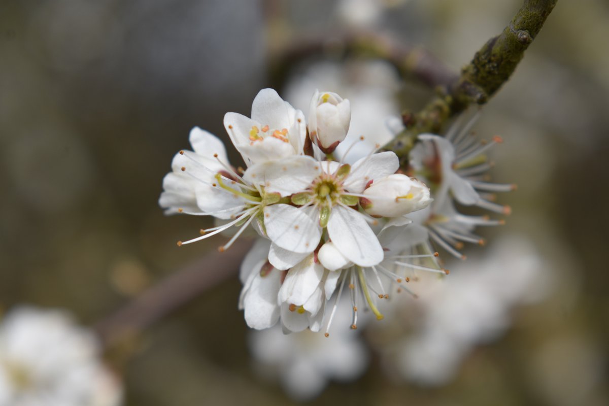 Pollinators tweet media