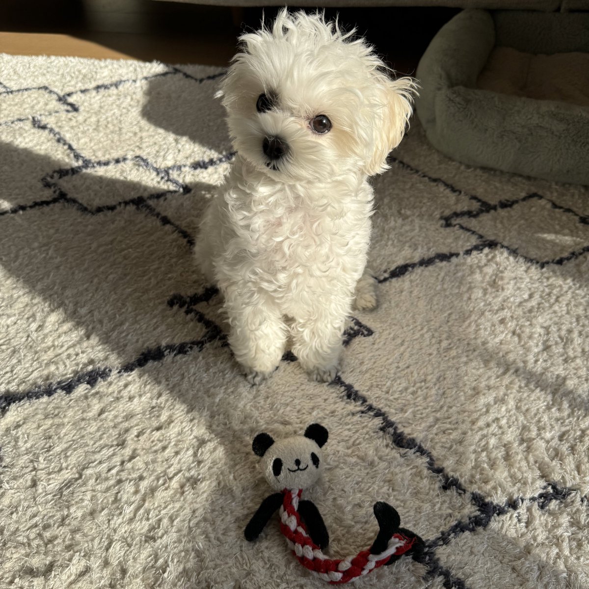 天使のイッヌ🐻‍❄️🪽 (@pure_white_puku) / Posts / X