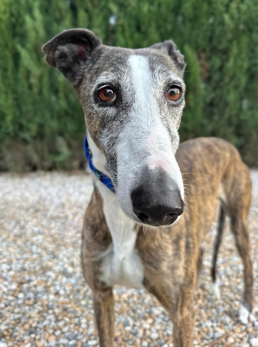 GalgosdelSol's tweet image. Aldana is 11yrs old and was handed in by her Galguero. 
Can you believe it??? 11yrs of service and then thrown away 😔
She’s a big girl, quite shy, perfect with other dogs and in desperate need of a home. 
She’s quiet and you’ll hardly know she’s there if you can sneak her into…