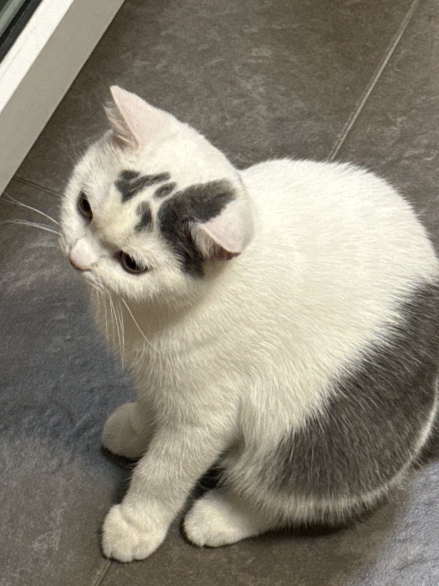 yoojeenoo's tweet image. มาแป้ปเดียว เป็นลูกพี่แร้ว