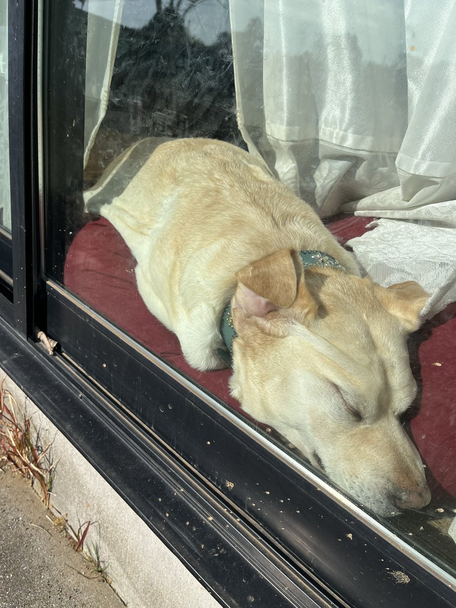 ありんこりんこ (@meromerodokkyun) / Posts / X