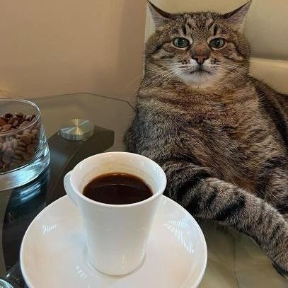 cybercats esports tweet media