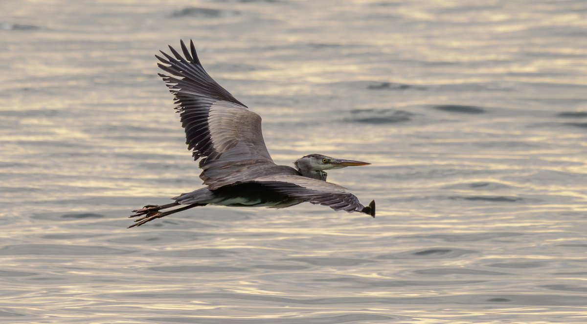 Grey Heron #birding <a href="/gonhsgib/">GONHS Gibraltar</a>