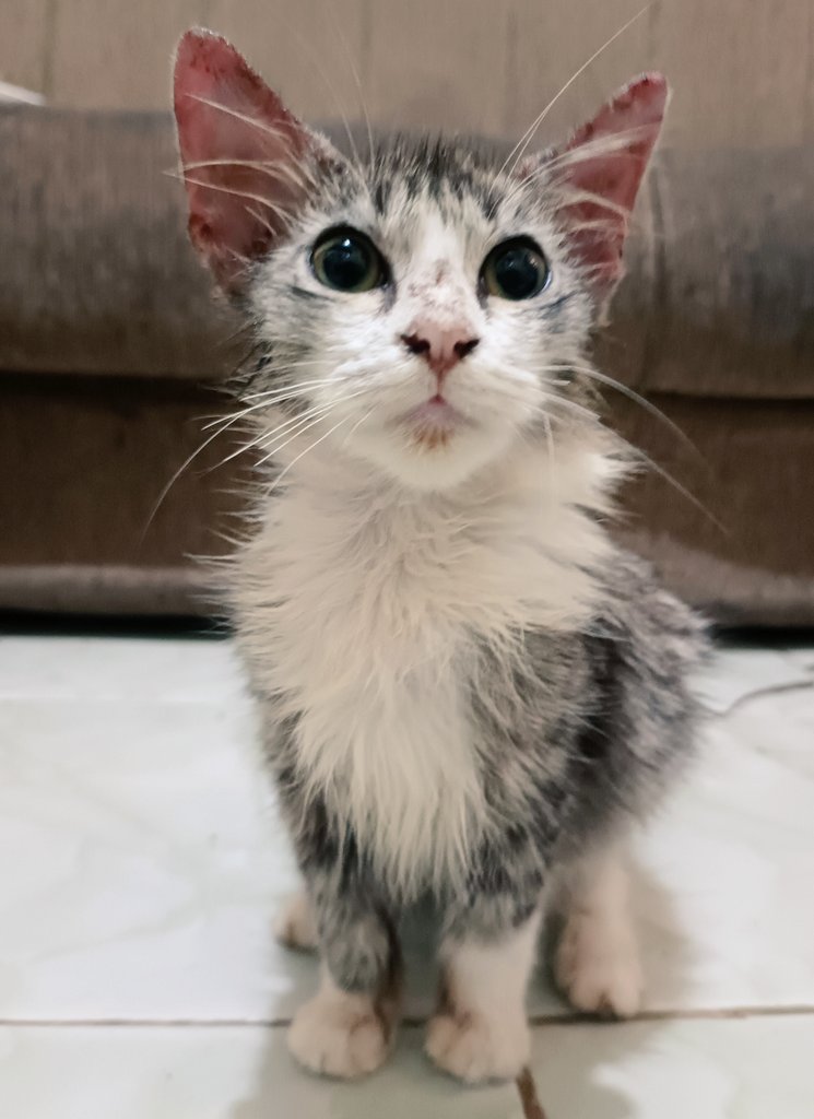 MainaEru's tweet image. Ingat anak kucing yang Mai pungut kemarin? Sepertinya fix dia akan jadi adeknya Belu. Kasi nama yuk? Ada ide?