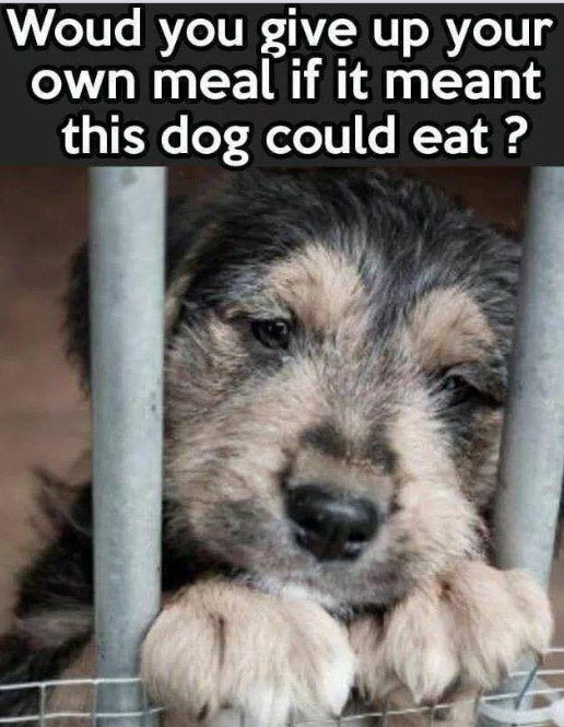 Beyond The Leash tweet media