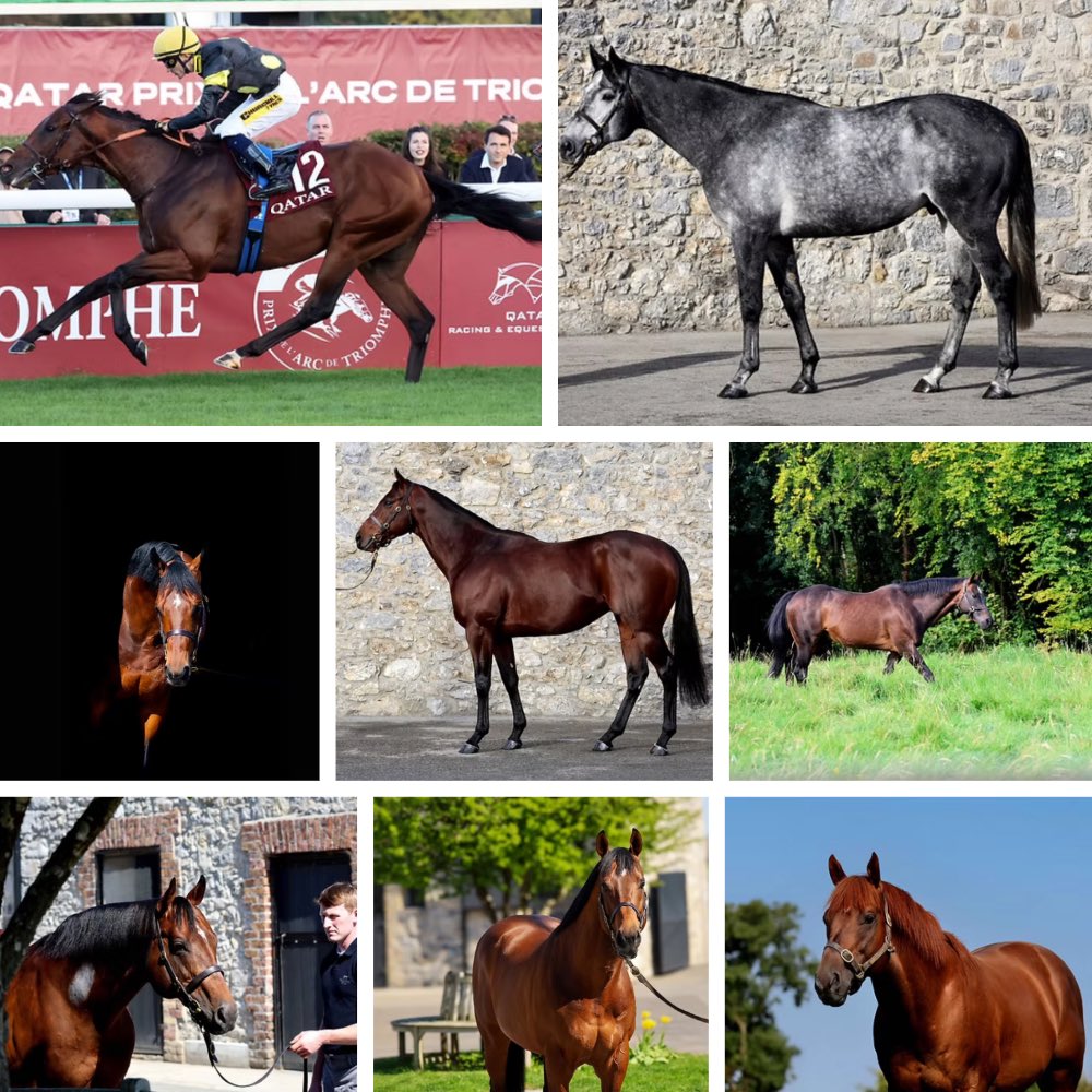 Tally-Ho Stud tweet media