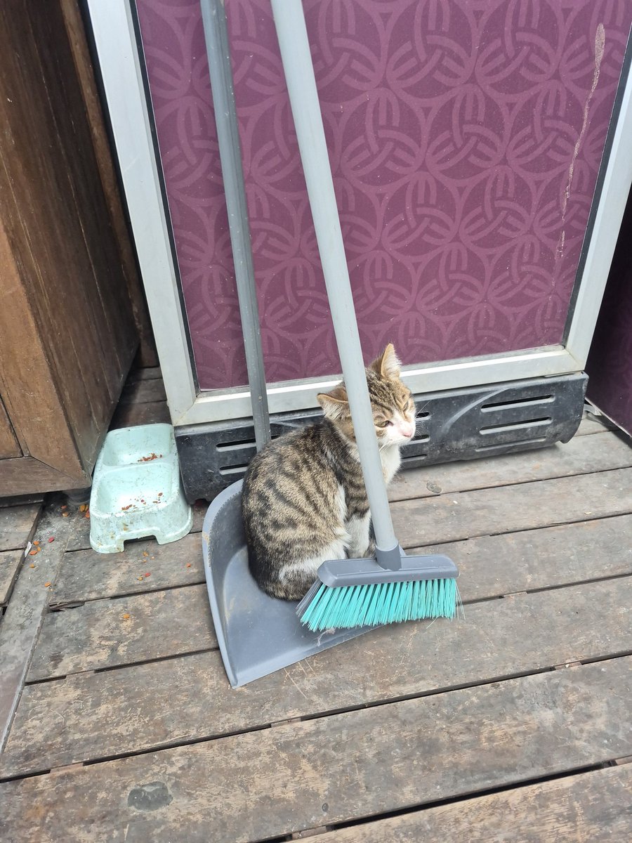 keicherri's tweet image. nooooooooo who sweeped her up!!! 😭😭😭