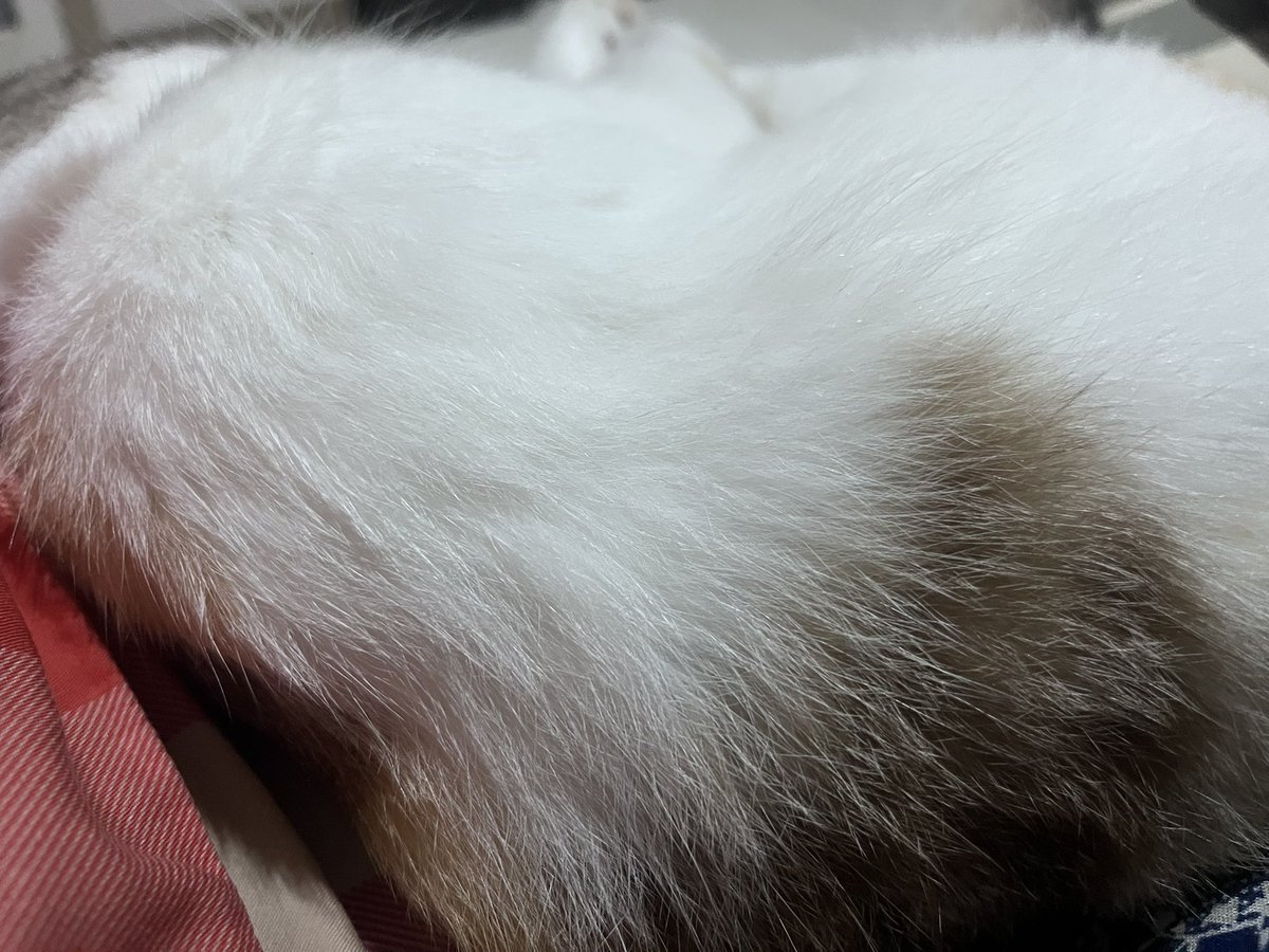 Oh to have these little creatures feeling safe around me (and I also feel safe around them) idk it’s kinda magical for me berasa dikasi kepercayaan banget, tolong sehat sehat ya dua ulet buluku.