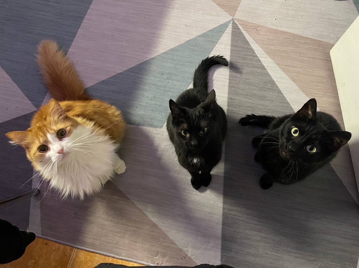 Апрелева tweet media