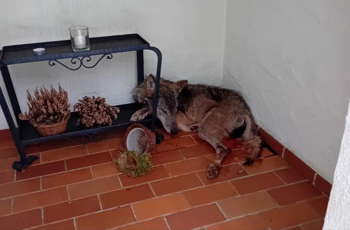 baumgeist's tweet image. toter, junger #Wolf im Hochwald / RLP gefunden. Seltsamer Fundort
wochenspiegellive.de/kreis-trier-sa…
der Hochwald wird als Naturpark /-paradies beworben, aber #Wölfe dürfen nicht dort leben ? @wolfsschutz