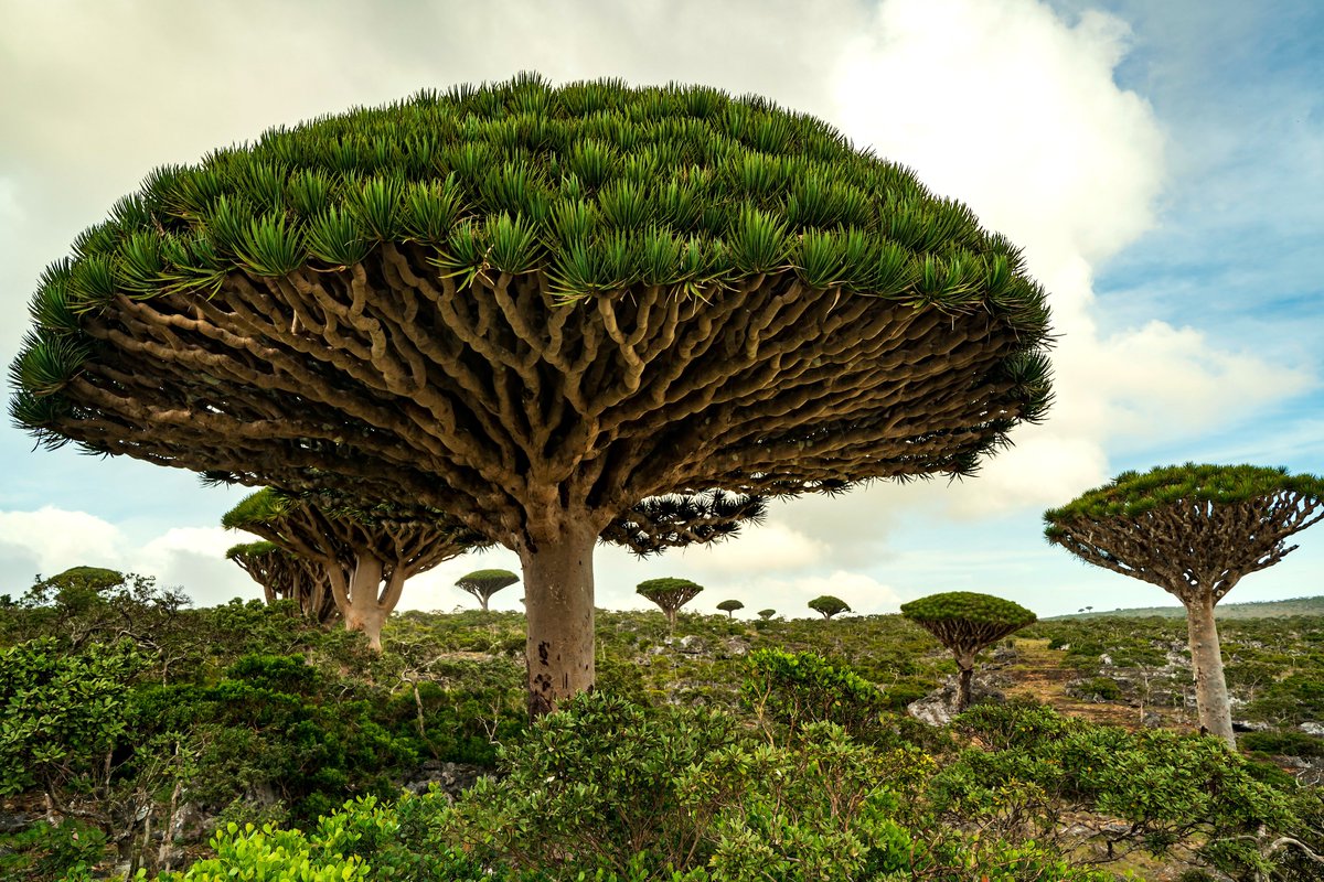 The Dragon's Blood Tree (Dracaena cinnabari) is named for its deep red sap, historically used by ancient civilizations as medicine, dye, lipstick,  and varnish. Its distinctive umbrella-shaped crown is vital for survival in arid climates, collecting water and shading young