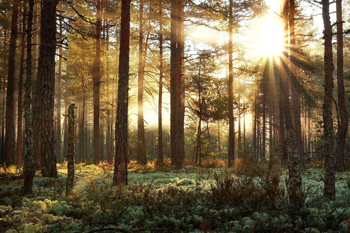 This moment is about restoration.

Forests stabilize climate, water, and life.

That’s why we plant them.

Reforestation is how systems come back online.