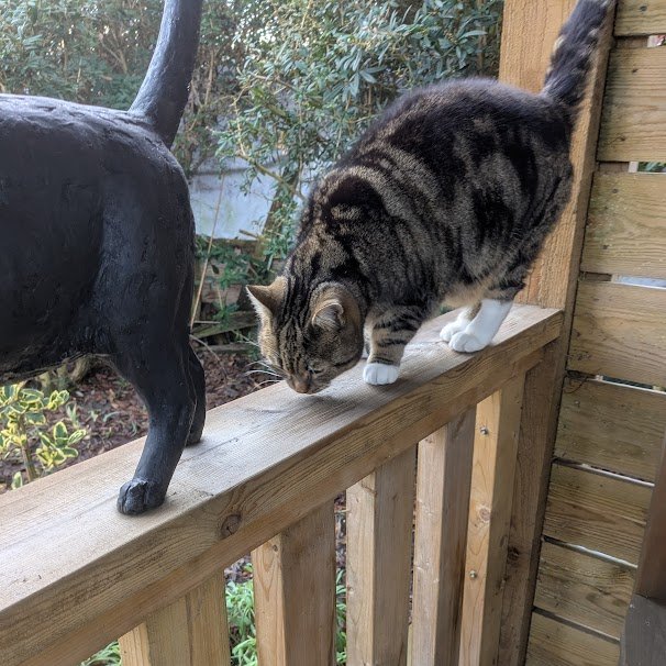 Robert Allotment cat,now helped by Janet & Amanda tweet media
