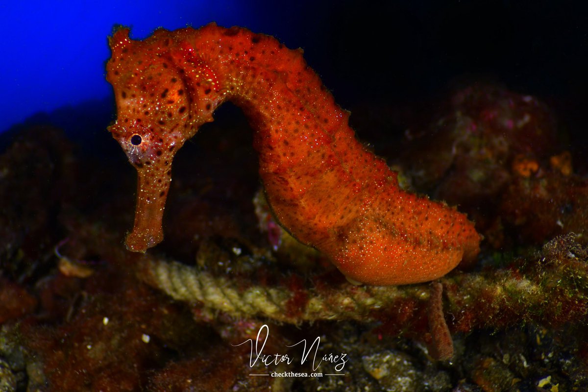 Check the Sea tweet media