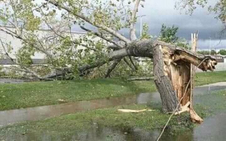चुनाव होला र फुटेको कांग्रेसलाई जितेर बहुमत ल्याउँला भनेर एमालेहरु रमाए। तर चुनाव भाँड्नलाई नै बाख्रा फुकाएर छोडियो भन्ने ओलीले राम्ररी बुझेका छन्।