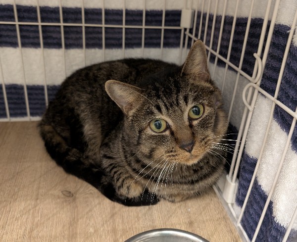 購入前に連絡下さい★猫飼ってます•*¨*•.¸♬︎ 本日、16時まで営業しております😊 皆さまのご来店お待ちしております