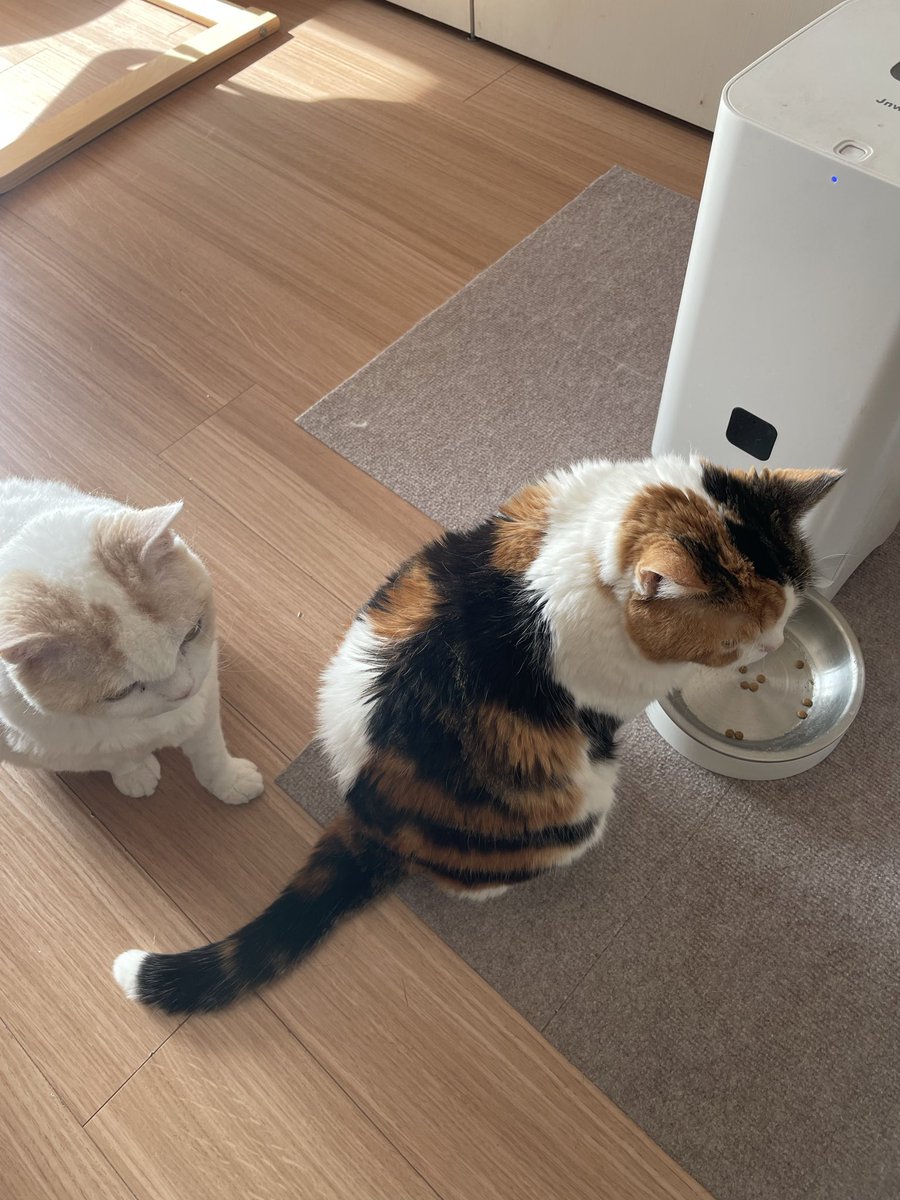 柑橘姉弟 (@bsZKjGHQ6tEz2o9) / Posts / X