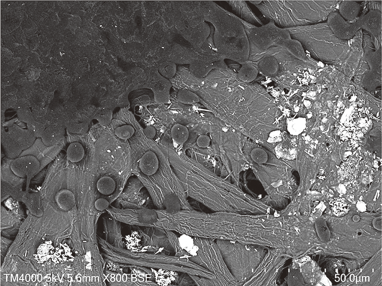 Hitachi_EM's tweet photo. Happy Book Publishers Day ! 📚📖📙🔖
(January 16)
#ElectronMicroscope #BookPublishersDay
SE image (surface information) and BSE image (compositional information) of a piece of Printed Paper
If you want to know more about the microscope, check out the following post ! https://t.co/hjvM2cnZpT