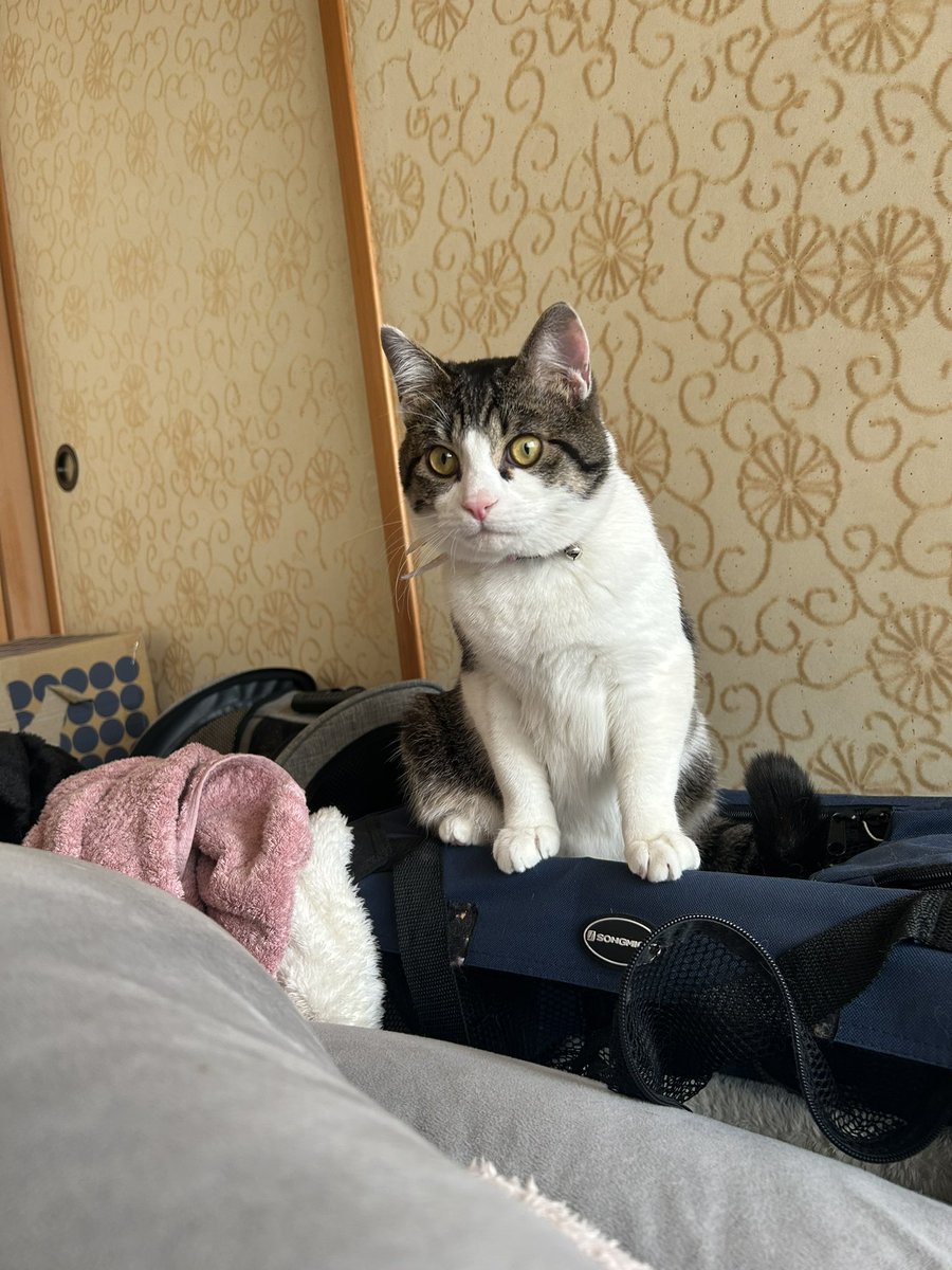T_HK416's tweet photo. 世界平和のために飼い猫の写真をふたつまみ https://t.co/T9PkPPZyo0