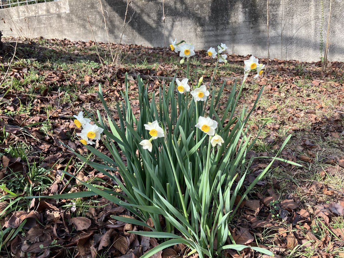 【1/15 開花情報】❄
真冬～早春のお花が咲き始めました✨
 
🌱咲きはじめ
#ロウバイ 📍梅林前園路沿い
#ボケ 📍日本庭園
#ウメ 📍自然体験観察園休憩所/梅林
#スイセン 📍イタリア庭園
 
詳細はこちら👇
tsurumi-ryokuchi.jp/flower/index.h…

#鶴見緑地 #開花情報
