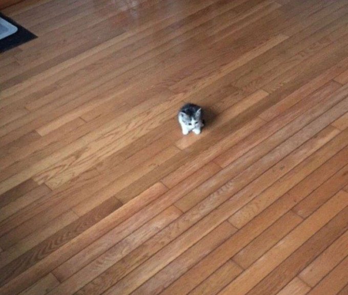 Civilian tweet media