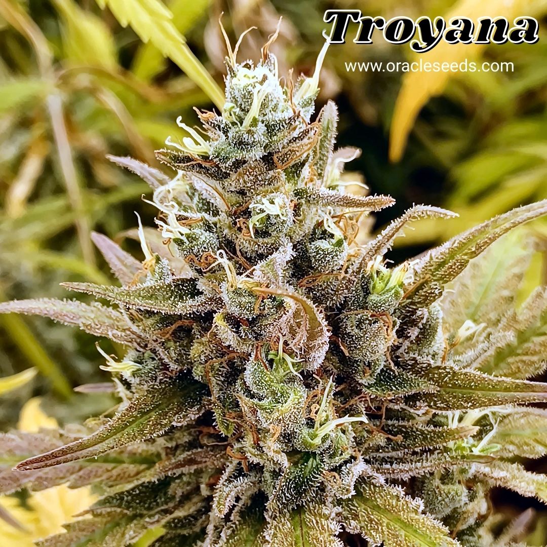 🇺🇸 𝗧𝗿𝗼𝘆𝗮𝗻𝗮 Do you think she would be worthy of your grow room?
January Sales: 50% OFF until the 21st. 🌱🔥

🇪🇸 𝗧𝗿𝗼𝘆𝗮𝗻𝗮 ¿Crees que sería digna de tu sala de cultivo?
Rebajas de enero: 50% de descuento hasta el día 21. 🌱🔥

oracleseeds.com/en/product/tro…

#OracleSeeds