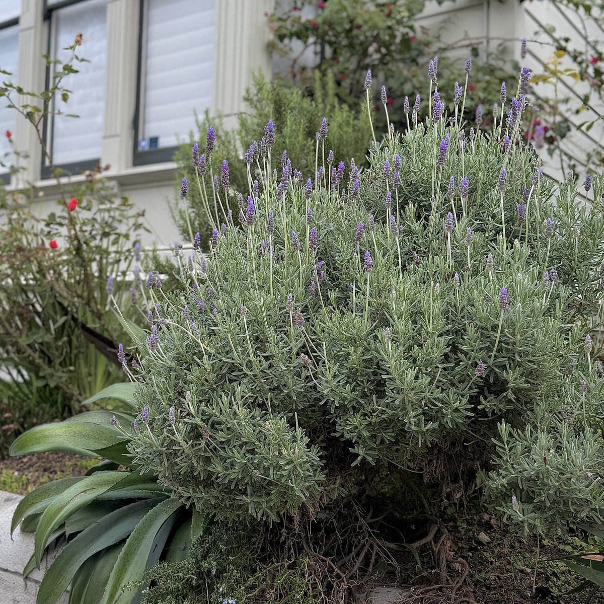 KEY_under_a_pot's tweet image. 이제 보라색 꽃만 보면 키가 생각나는 병에 걸려버렸어요,,,🚰·̫🚰