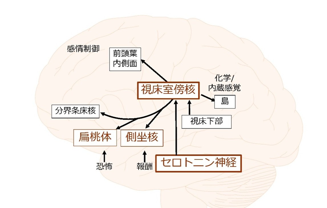 【プレスリリース】
双極症の原因脳部位として“視床室傍核”を同定
― 患者死後脳の単一核RNA解析から ―

本研究成果のポイント
・大脳皮質・視床を含む死後脳82検体を用いた大規模単一核RNA解析を実施
・双極症では視床、とくに視床室傍核神経細胞で細胞数減少と遺伝子発現変化が顕著