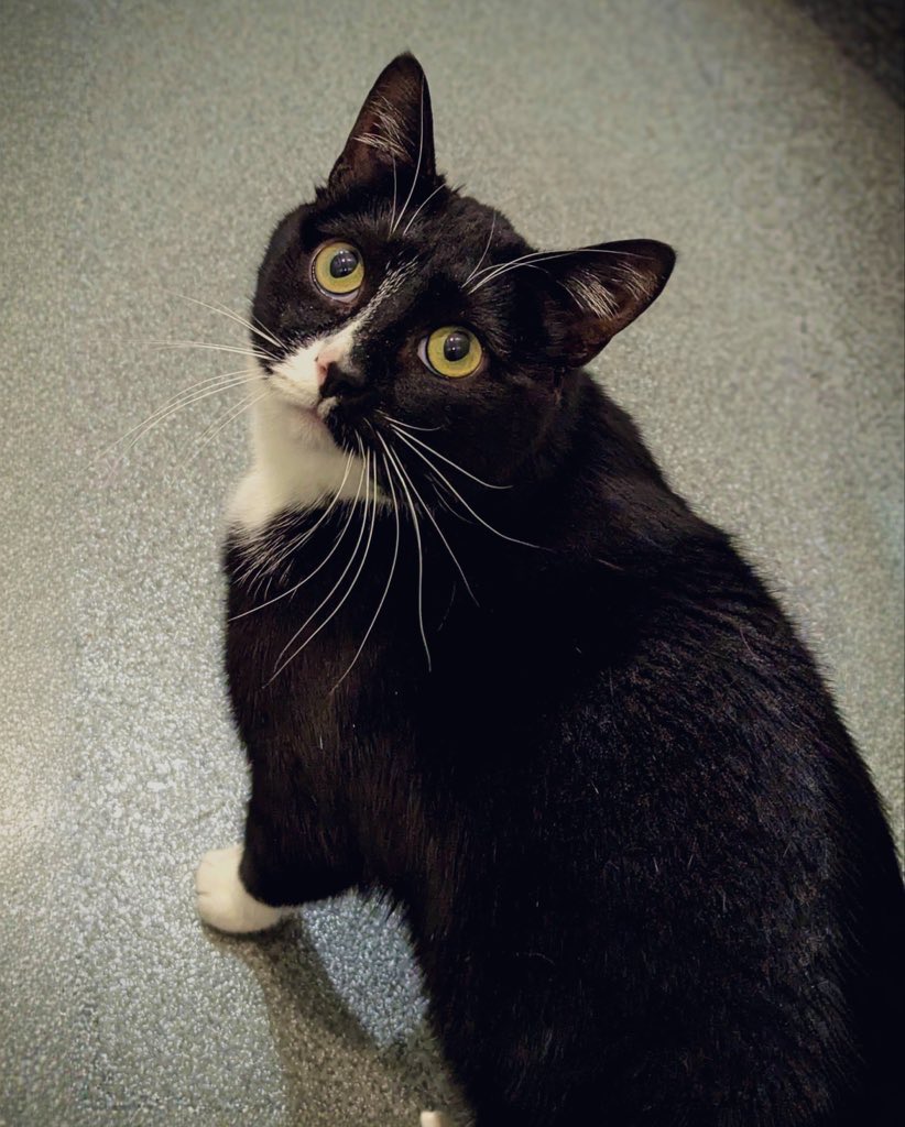 Draugi, jūs esat brīnišķīgi! ✨

Skatāmies uz jūsu repostiem un sirds kūst ♥️ Paldies, ka palīdzat mūsu “pieciniekam” tikt pamanītiem!

📸 Basta (viņam šī ir 1019. diena šeit) un visi mēs ticam - pateicoties jums, mājas ir pavisam tuvu!

Paldies par katru share!
Ar mīlestību,