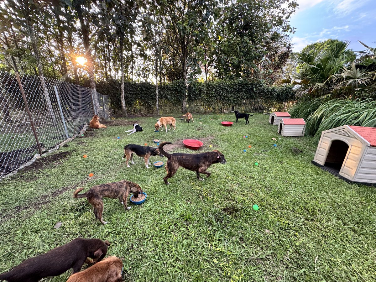 Kenovy_Official's tweet photo. Seguimos luchando, seguimos trabajando por crear un lugar hermoso, un lugar apto para ellos, tu aporte, tu donación o tu ayuda de forma física o monetaria. Es de gran bendición para seguir en esta labor tan dura, pero tan hermosa que es el rescate de animalitos. #Apóyanos #Fundación #ArmeniaQuindío