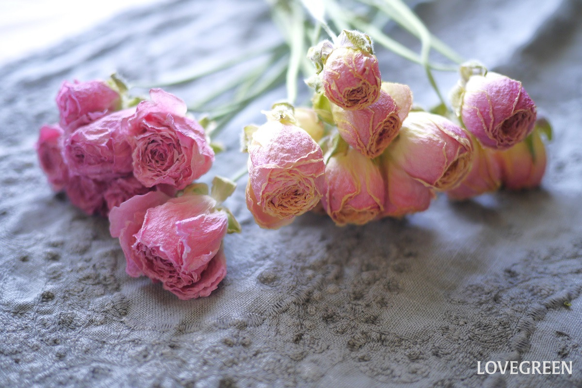 ラナンキュラス❇️ドライフラワー❣️ ドライフラワー］ラナンキュラス 商品ページ - 土と風の植物園