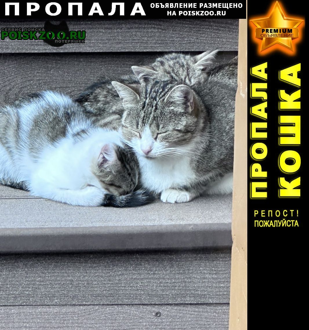 poiskzoo's tweet image. ⭐ ПРОПАЛА КОШКА БЕЛО-СЕРАЯ С БЕЛОЙ ГРУДКОЙ. САНКТ-ПЕТЕРБУРГ ⭐ PREMIUM-Объявление
Подробнее на сайте: POISKZOO.RU/192407
Пропала кошка в районе ул. Фрунзе .. в Санкт-Петербурге. Светло-серая с белой грудкой. Очень пугливая… poiskzoo.ru/board/read1924…