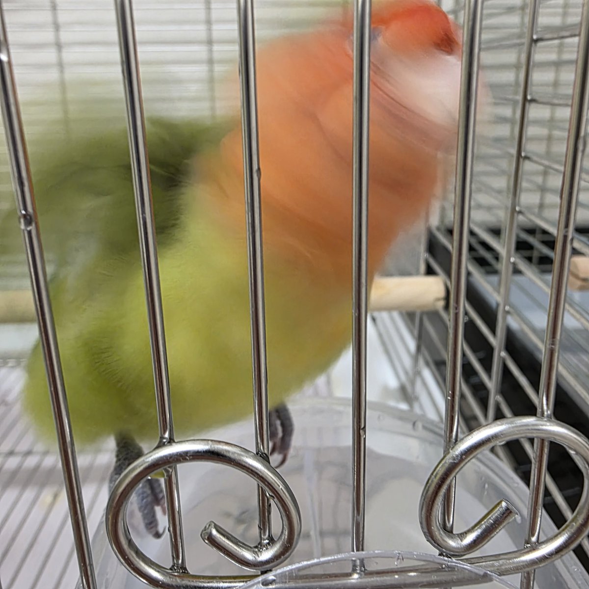 水浴びピコちゃん