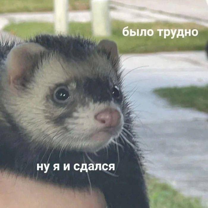 tora braam (@torabraam) on Twitter photo 