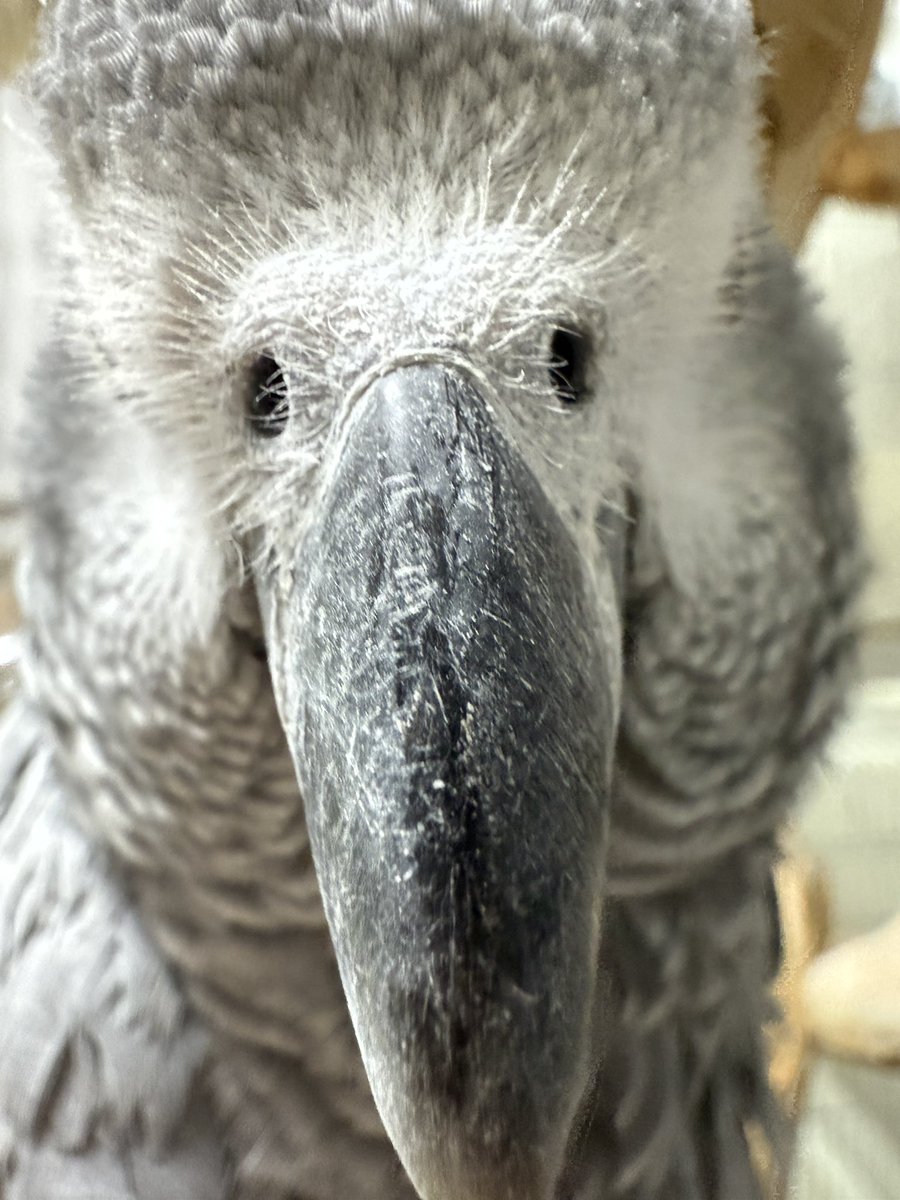 junlanikaiair's tweet photo. 粉ッ　#ﾖｳﾑ https://t.co/qj4EtnzzSb