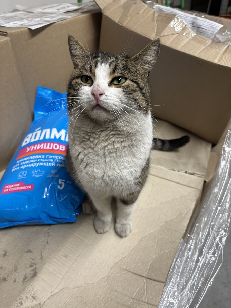 or_diplodoka's tweet image. Твитер 🆘
У меня на работе новый постоялец 😢
Абсолютно домашний кот,безумно ласковый,не боится людей😭
Немного грязный но это легко исправить🙏
Посмотрите в эти добрые круглые глаза,вдруг именно этого друга вы искали ❤️
Номер для связи 89533655462 Люба
Север СПб