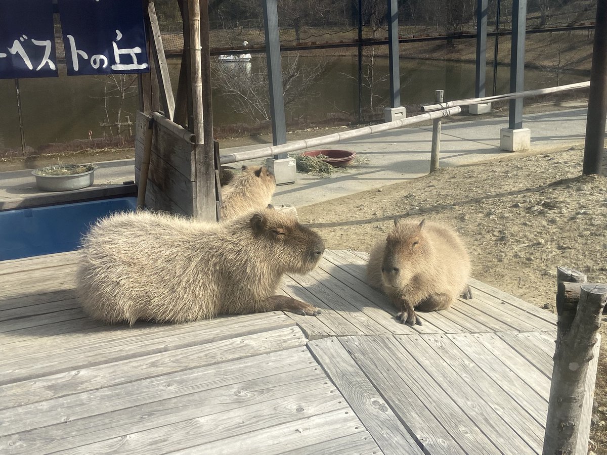 お手てパーからの、片手てないない。