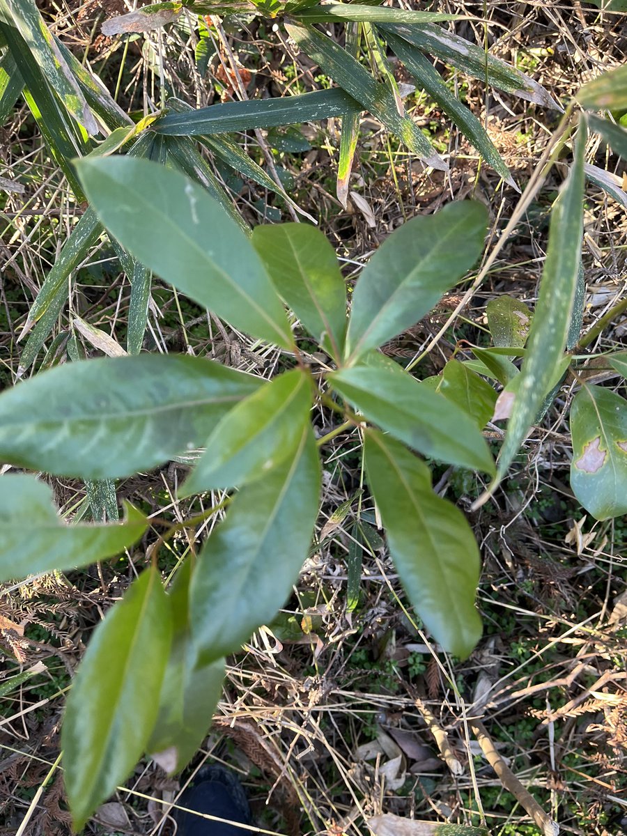 #サジタリウス 
#農家の終礼 
#王さまのぶどう 
カゴノキ

クスノキ科ハマビワ属に分類される常緑高木の1種である。大きくなると樹皮がまるく薄く剥がれて鹿の子模様になり、これが和名の由来となっている。