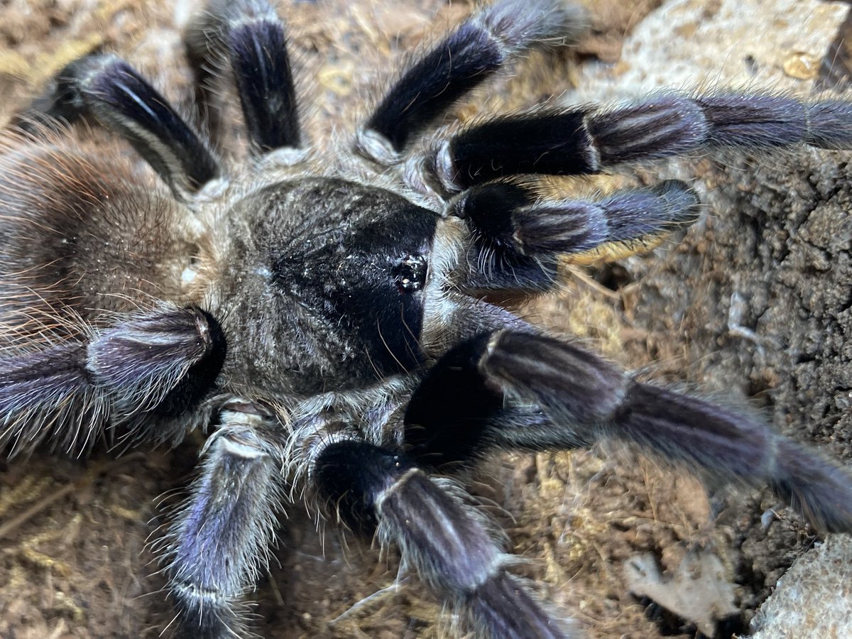 さっちゃん🐛🦂🕷 (@BugsLife3939) / Posts / X