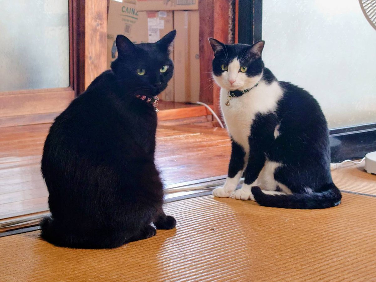 生命保険のオネイサンが来て、年に1回の健康診断結果を提出📃無事に保険料の割引率キープ🫰 資産形成とか難しいことわかんないから💱米ドル建積立保険なんてのを考えてみたり🙄  君たちのペット保険を入れ換え考えてたから、アニコムに入ったからね😼😽