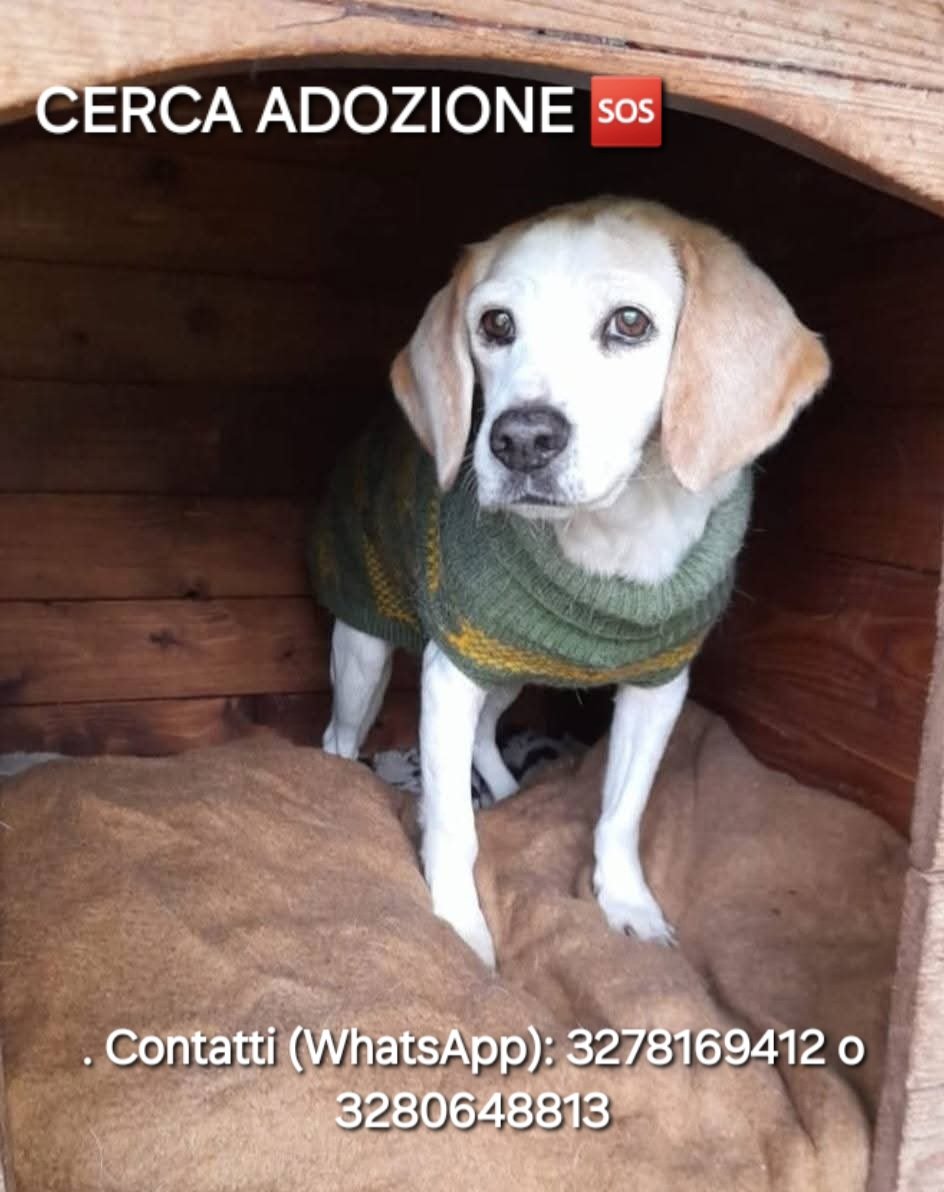 #Nina, 12 anni, sorda e reduce da un tumore (ora sotto controllo). Dolce e tranquilla, #cercafamiglia a Palermo o in tutta Italia 🙏🏻🙏🏻🙏🏻🙏🏻🙏🏻🙏🏻🙏🏻🙏🏻. Serve famiglia speciale per il suo "fine vita". Contatti (WhatsApp): 3278169412 o 3280648813. Aiutiamola!
🆘️🙏🏻🙏🏻
#marj
